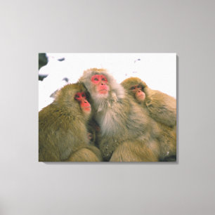 Familie van de Japanse macaque, Jigokudani, Canvas Afdruk