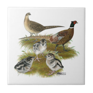 Familie van de ringhalssikfazant tegeltje