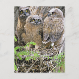 Familie van Grote Gehoornde Uiljongen (Bubo virgin Briefkaart