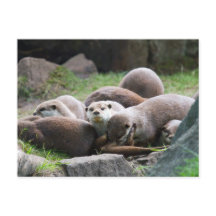 Familie van otters-briefkaart