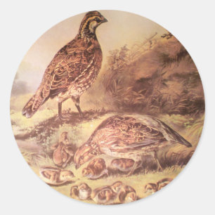 Familie van Quail Sticker