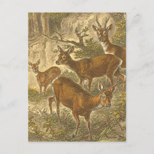 Familie van Roe - Deers in een bos Briefkaart