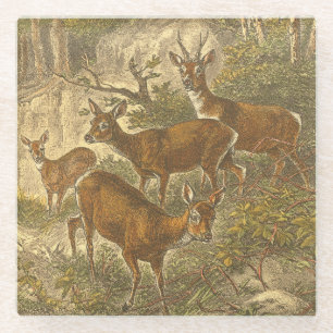 Familie van Roe - Deers in een bos Glazen Onderzetter