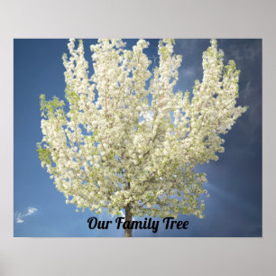 Familieboom Witte bloesems Foto Blauw luchtruim Poster
