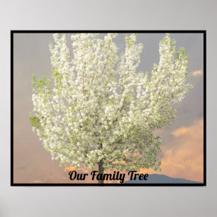 Familieboom Witte bloesems Foto Sunset Poster