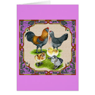 Famille Ameraucana encadrée