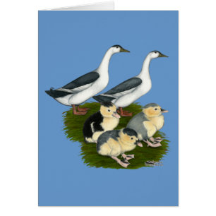 Famille bleue de canard de pie