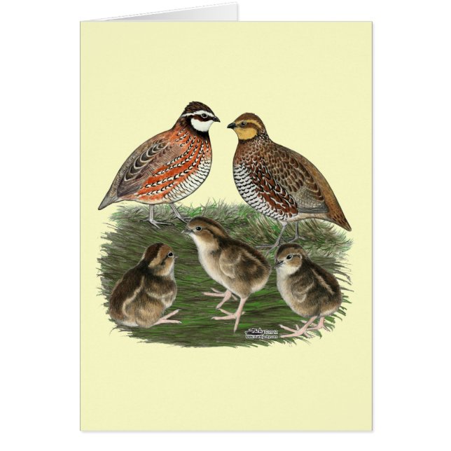 Famille Bobwhite Quail (Devant)