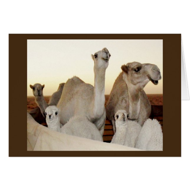 Famille Camel (Devant horizontal)