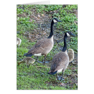 Famille canadienne d'oies