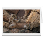 Famille Cougar (Devant horizontal)