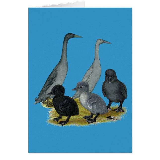 Famille de canards coureurs bleus (Devant)