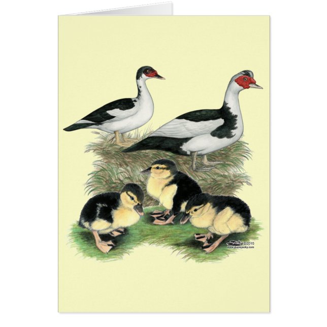 Famille de canards Muscovy à pieds noirs (Devant)
