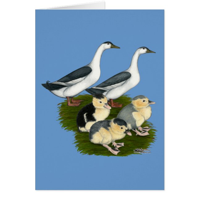 Famille de canards Pie bleue (Devant)