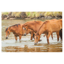 Famille de Cheval Brown à la rivière
