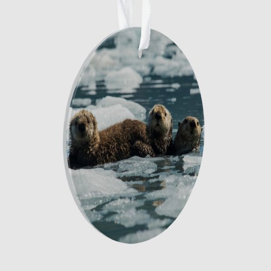 Famille de loutre de mer (devant)