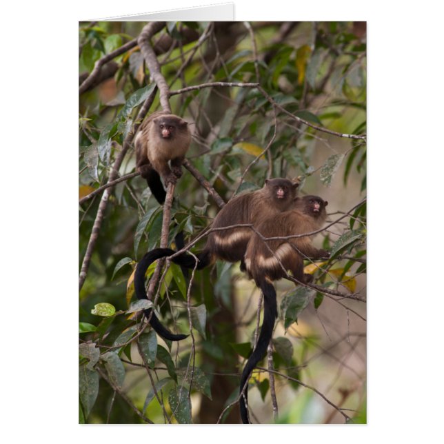 Famille de marmousets singes (Devant)