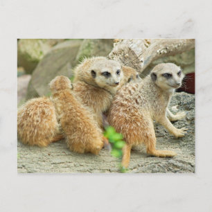 Famille de meerkats - Carte postale