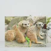Famille de Meerkats - invitation (Debout devant)
