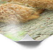 Famille de meerkats - Photo (Coin)