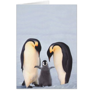 Famille de Penquin
