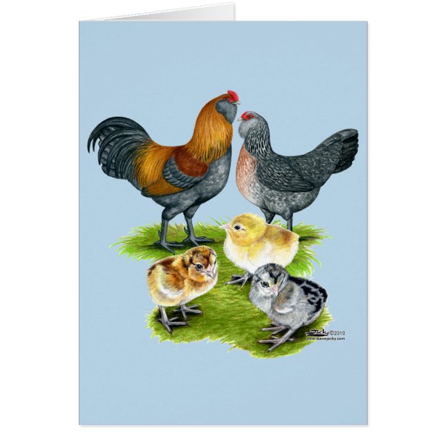 Famille de poulets Ameraucana (Devant)