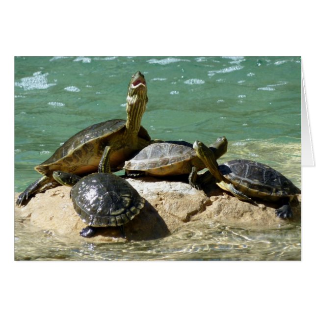 Famille de tortues (Devant Horizontal)
