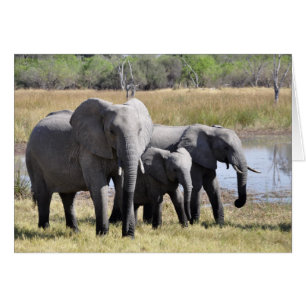 Famille des éléphants