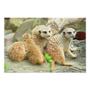 Famille des meerkats - photo