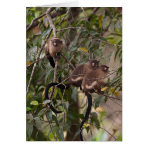 Famille des singes de Marmoset