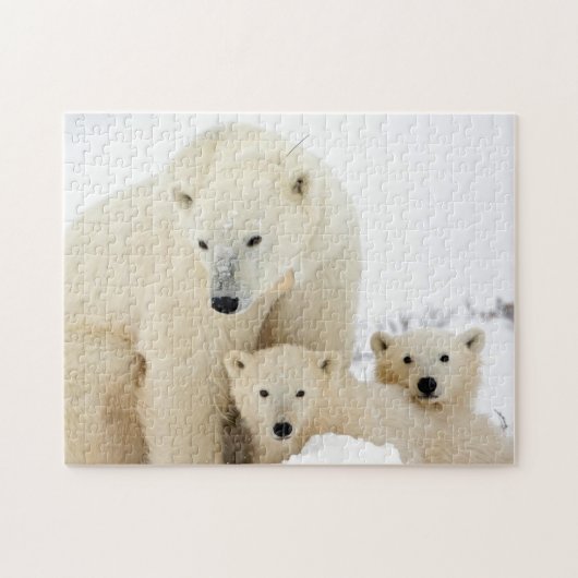 Famille d'ours polaires, puzzle (Horizontal)