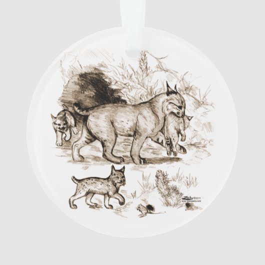 Famille du Lynx roux (dos)