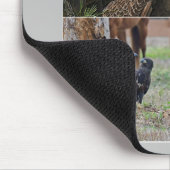 Famille Harriet, M115 d'aigle du tapis de souris (Coin)