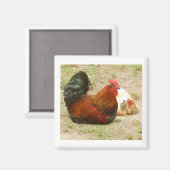 Famille heureuse - Aimant de coq et poulet 2" (Recto/Verso)