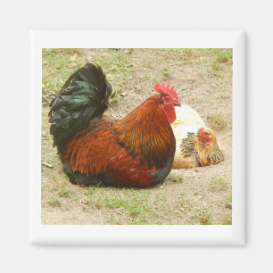 Famille heureuse - Aimant de coq et poulet 2"