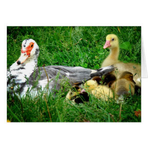 Famille Muscovy