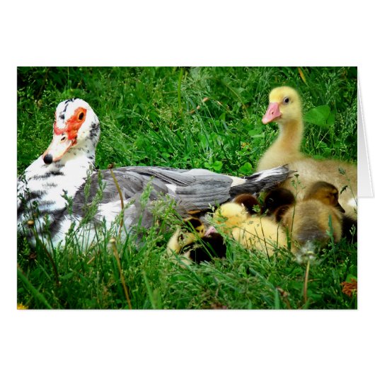 Famille Muscovy (Devant horizontal)