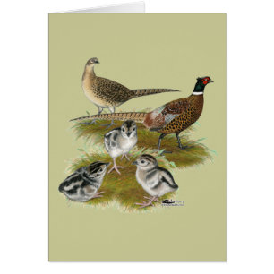 Famille Pheasant Ringneck