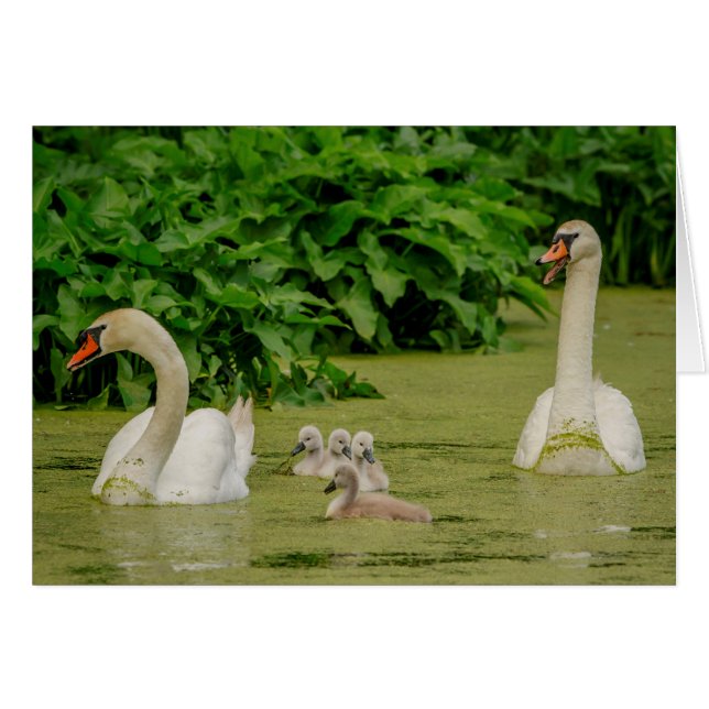 Famille Swan (Devant horizontal)