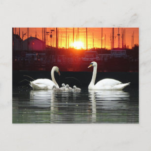 Famille Swan à Harbour Cust. Carte postale BG do-i