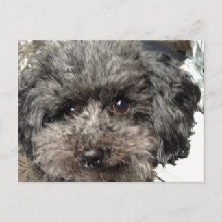 Family Dog Briefkaart