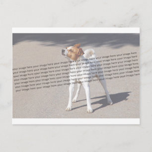 Family Pet Foto Briefkaart