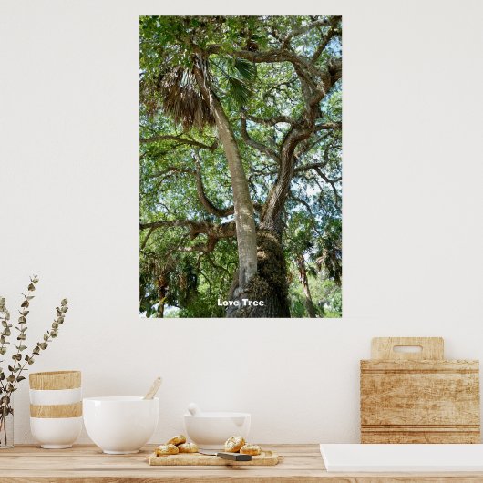 Famous Love Tree St. Augustine Fl Poster (Keuken)