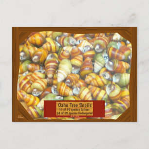 Famous Oahu Tree Snails are going extinct unless Briefkaart