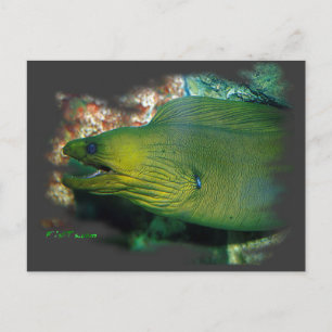 Famouse Green Moray Eel Briefkaart