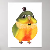 Fancile conure afdrukken poster (Voorkant)