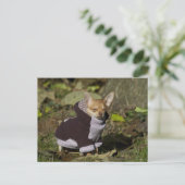 Fancy Chihuahua Briefkaart (Staand voorkant)