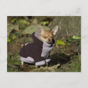 Fancy Chihuahua Briefkaart