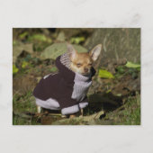 Fancy Chihuahua Briefkaart (Voorkant)
