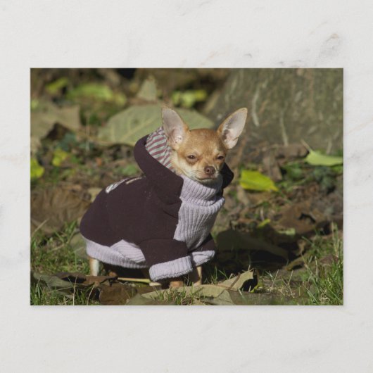 Fancy Chihuahua Briefkaart (Voorkant)